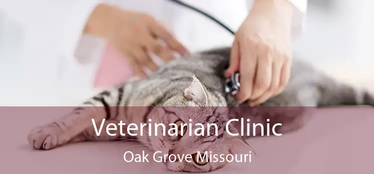Veterinarian Clinic Oak Grove Missouri