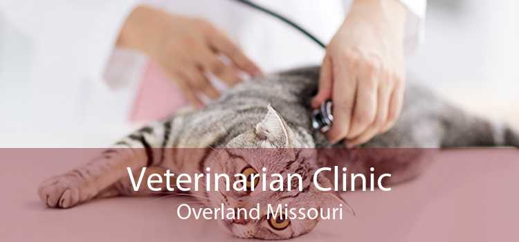 Veterinarian Clinic Overland Missouri