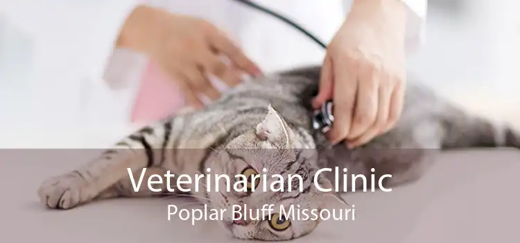 Veterinarian Clinic Poplar Bluff Missouri