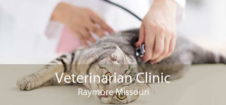 Veterinarian Clinic Raymore Missouri