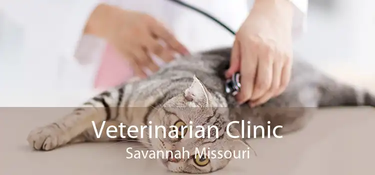 Veterinarian Clinic Savannah Missouri
