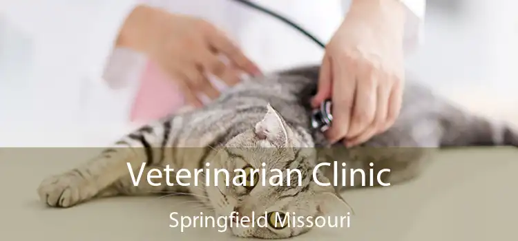 Veterinarian Clinic Springfield Missouri