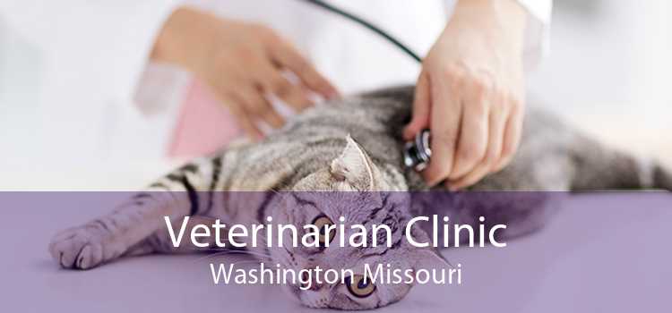 Veterinarian Clinic Washington Missouri