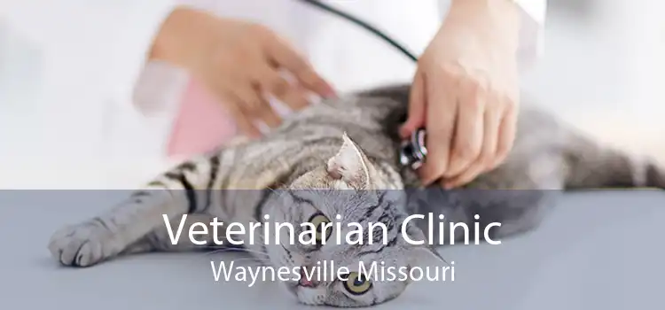 Veterinarian Clinic Waynesville Missouri
