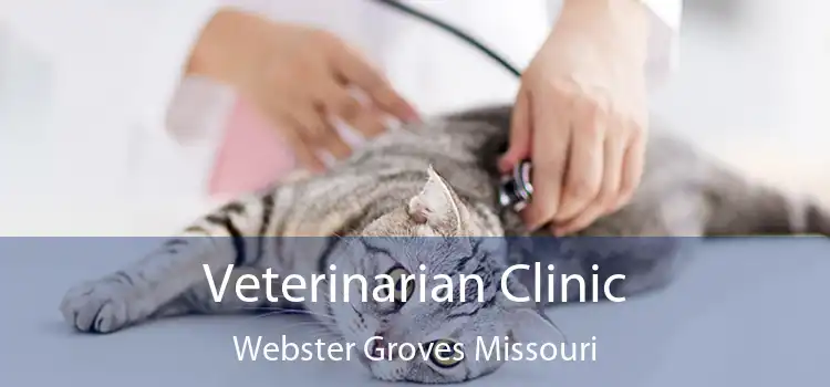 Veterinarian Clinic Webster Groves Missouri