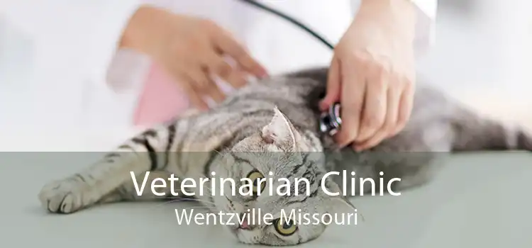 Veterinarian Clinic Wentzville Missouri