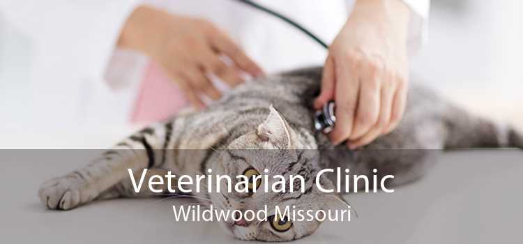 Veterinarian Clinic Wildwood Missouri