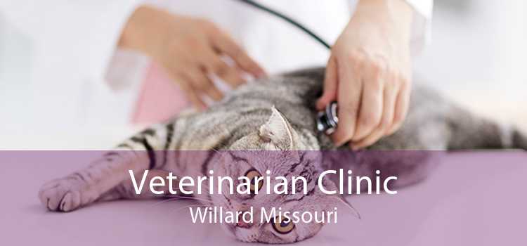 Veterinarian Clinic Willard Missouri