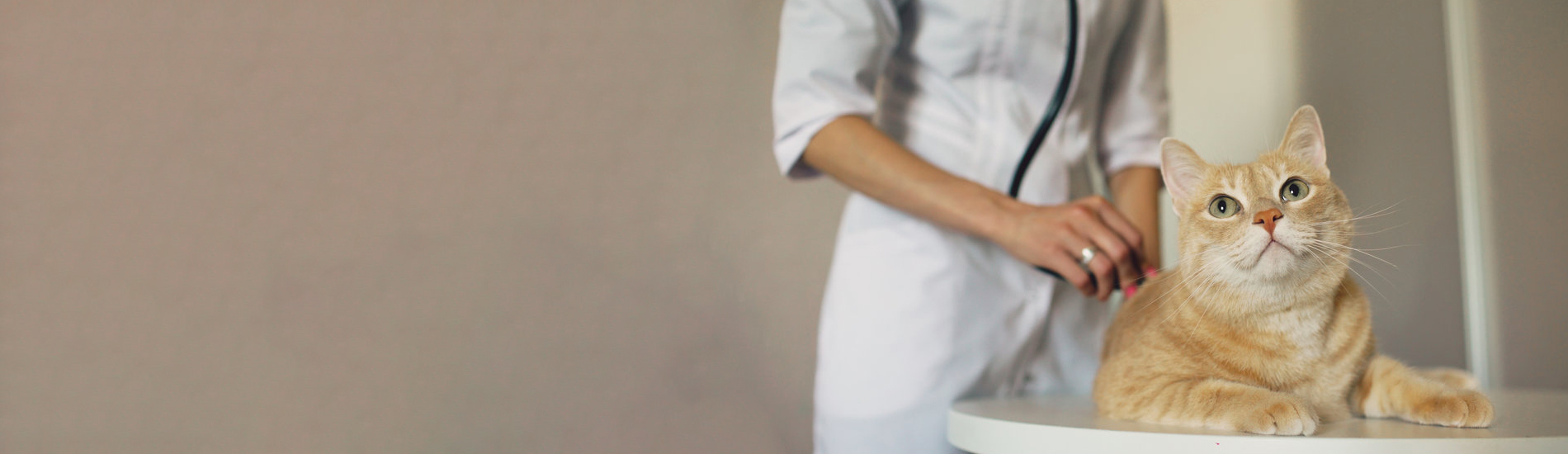 Animal Hospital Kirkwood Small, Affordable, And Emergency Animal Hospital