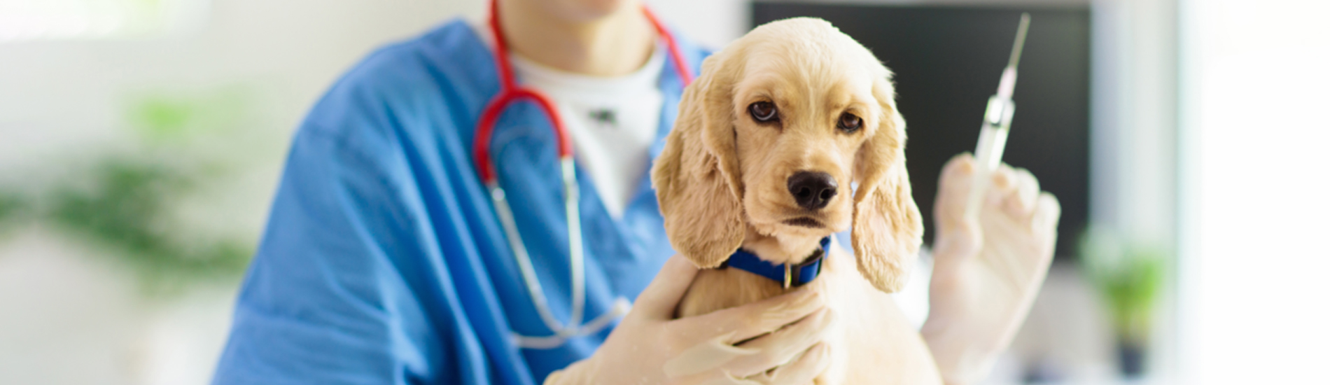 Dog Vaccinations Marshfield Low Cost Dog Vaccinations Near Me