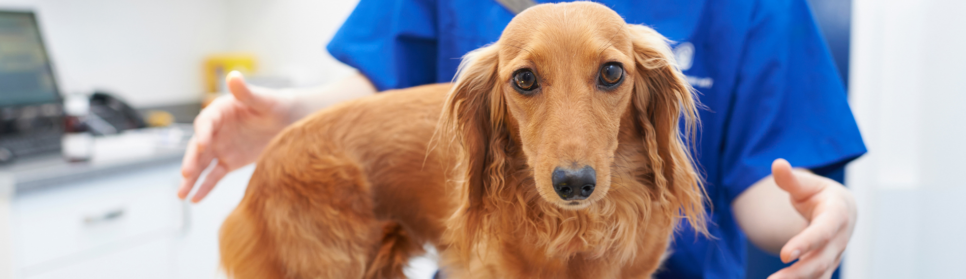 Spaying And Neutering Parker Low Cost Pet Spay And Neuter Clinic