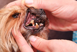 Bolivar Dog Dentist