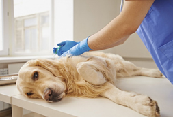 Pet Euthanasia in Highlands Ranch