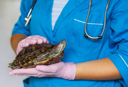 Maryland Heights Reptile Vet
