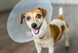 Fort Collins Spaying and Neutering