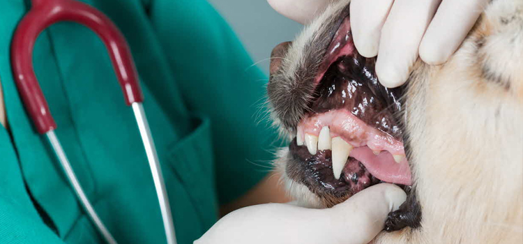 Anesthetic Dog Dentistry