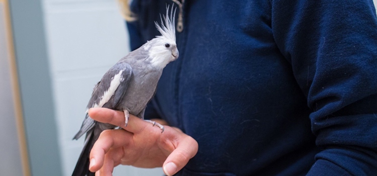 bird regular veterinary clinic in Jefferson City