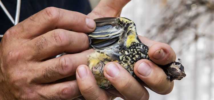 bird regular veterinary clinic