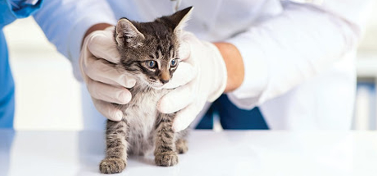 spay and neuter services