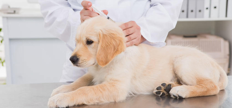 dog vaccination hospital in Kimmswick
