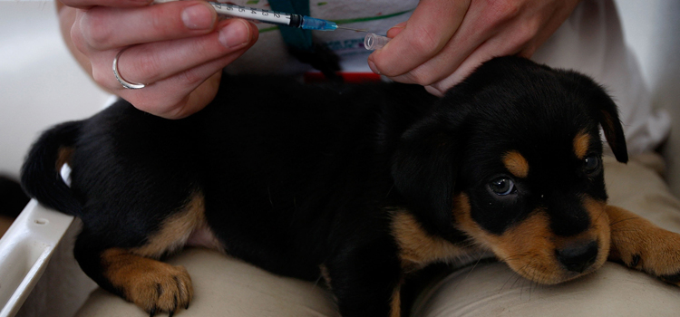 dog vaccination hospital