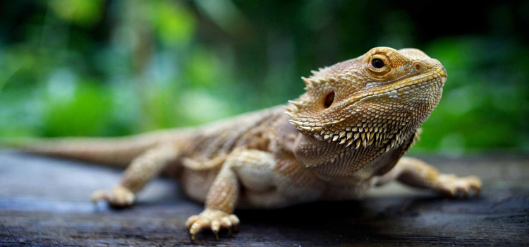 experienced vet care for reptiles in Saint Charles