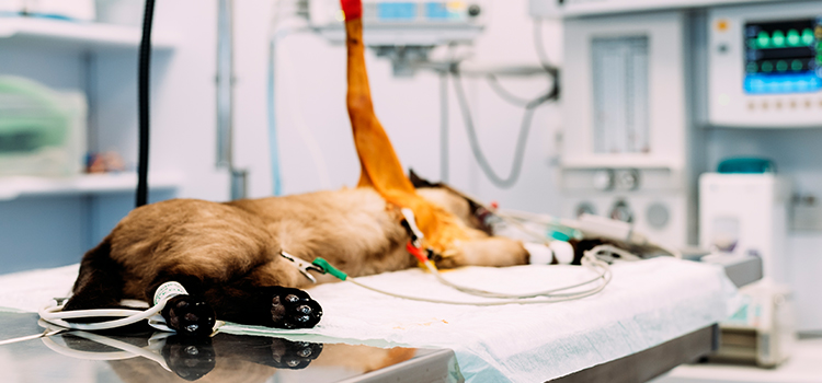 Marshall animal hospital veterinary surgical-process